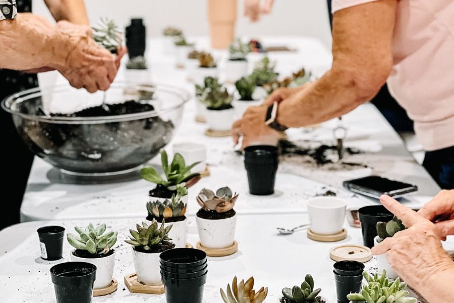 Attain on Greenbrier apartment homes with People arranging and potting succulents on a table covered with plants, soil, and small planters.